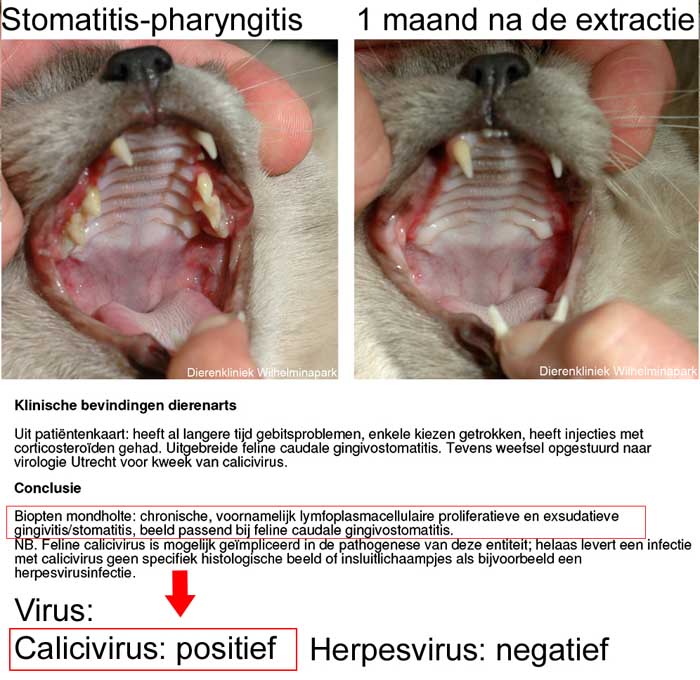 Een kat waarbij alle kiezen getrokken zijn met pathologie en virale testen utislagen